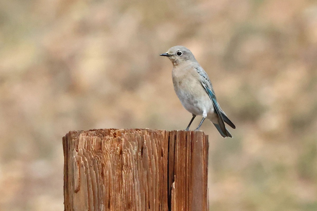 Mountain Bluebird - ML645501248