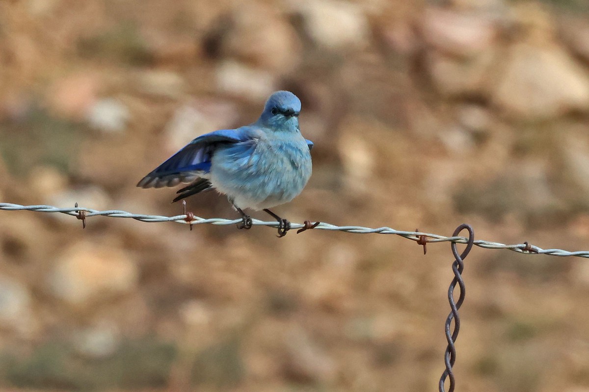 Mountain Bluebird - ML645501249