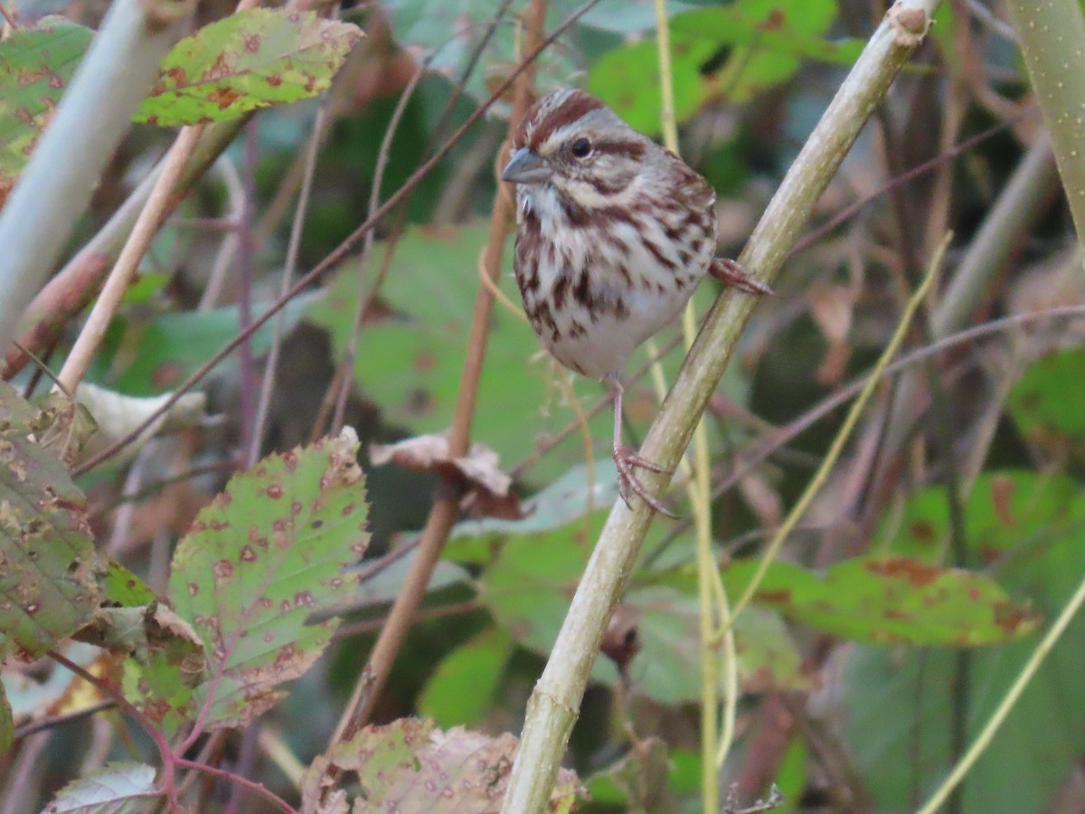 Song Sparrow - ML645501257