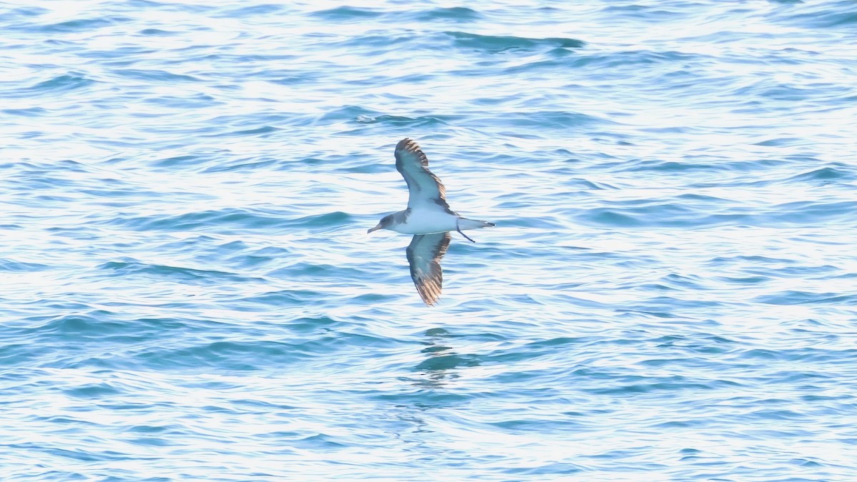 Cory's Shearwater - ML645501264
