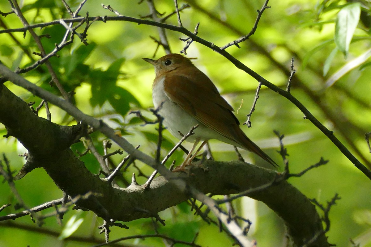 viriskogtrost - ML645501265