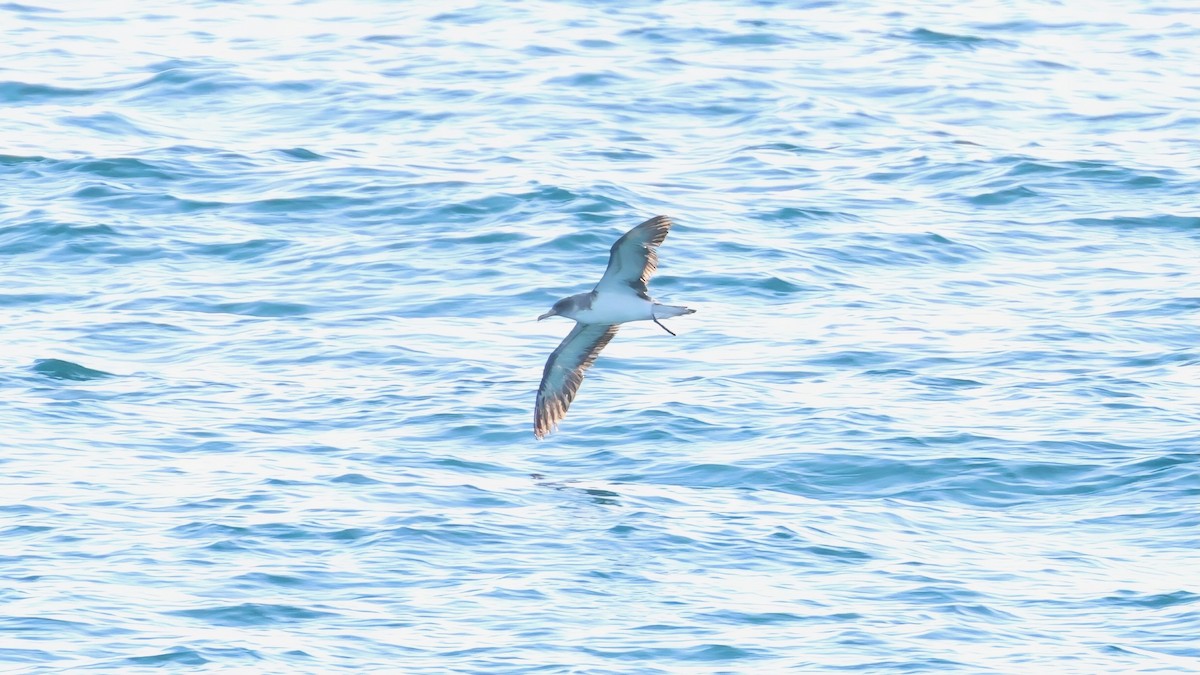 Cory's Shearwater - ML645501268