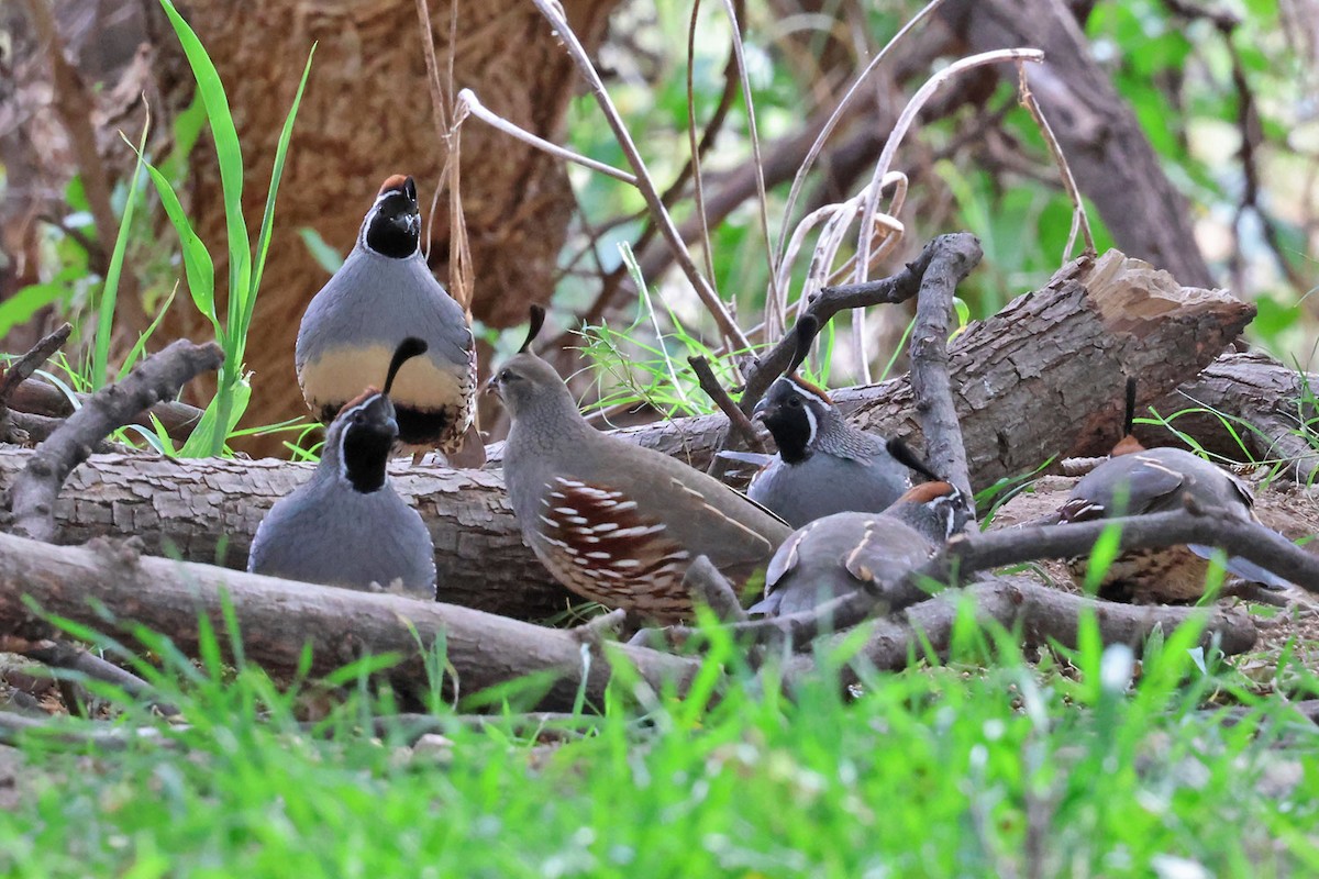 Gambel's Quail - ML645501275