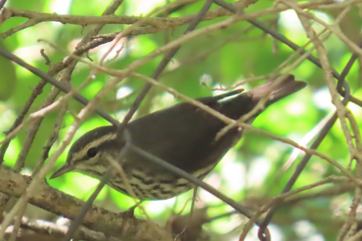 Northern Waterthrush - ML645501278