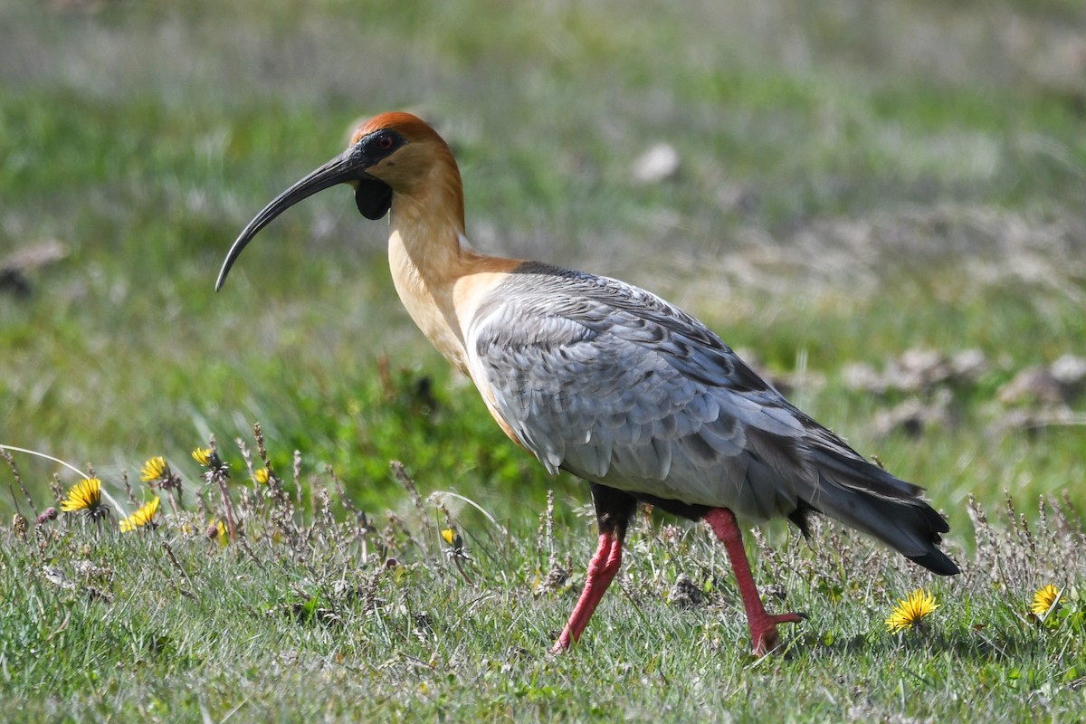 Black-faced Ibis - ML645501284
