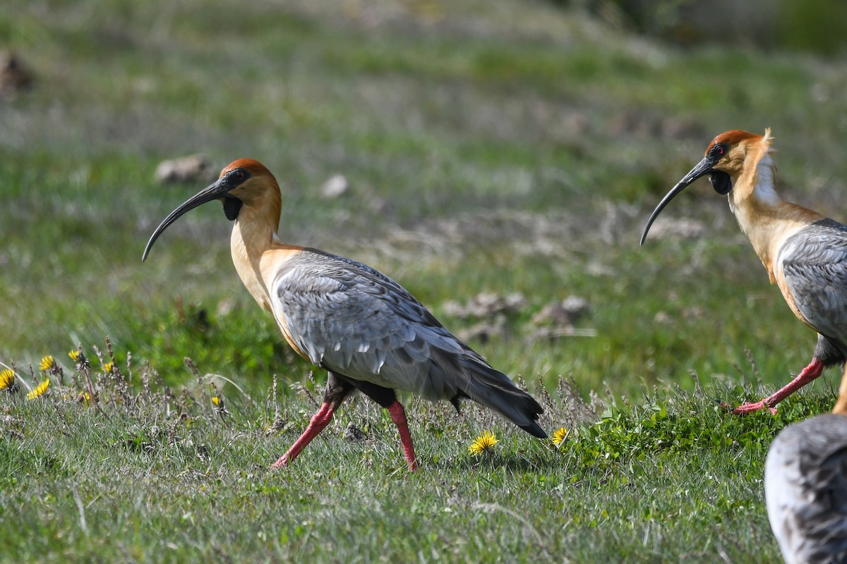Black-faced Ibis - ML645501286