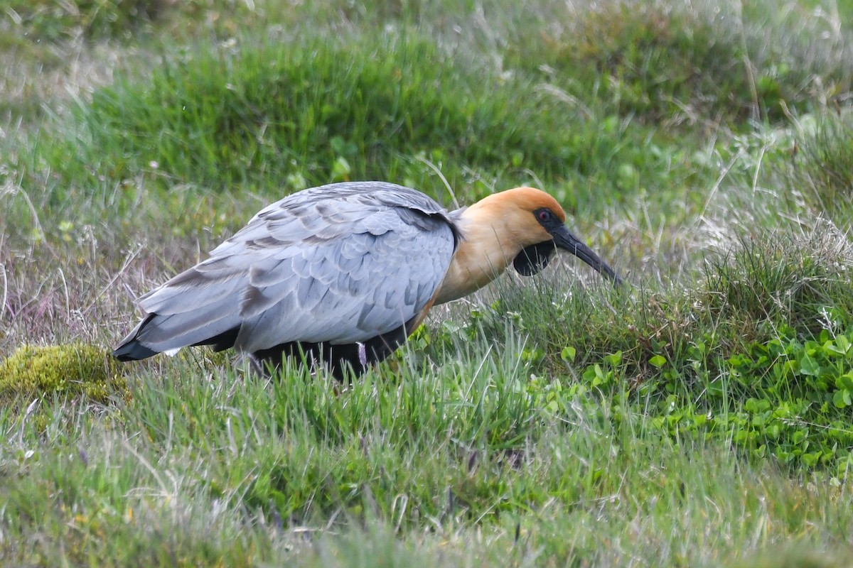 Black-faced Ibis - ML645501288