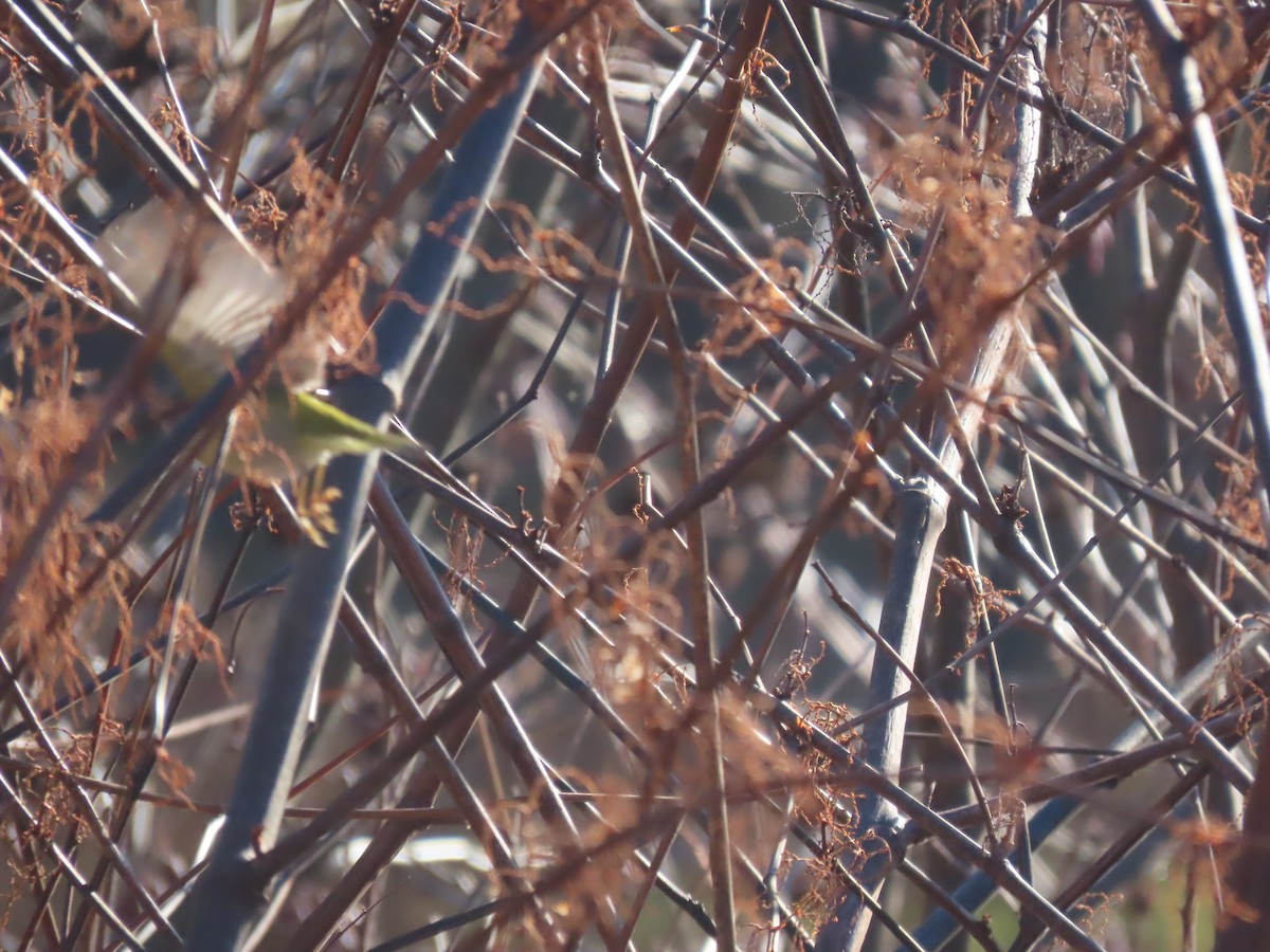 Nashville Warbler - ML645501290