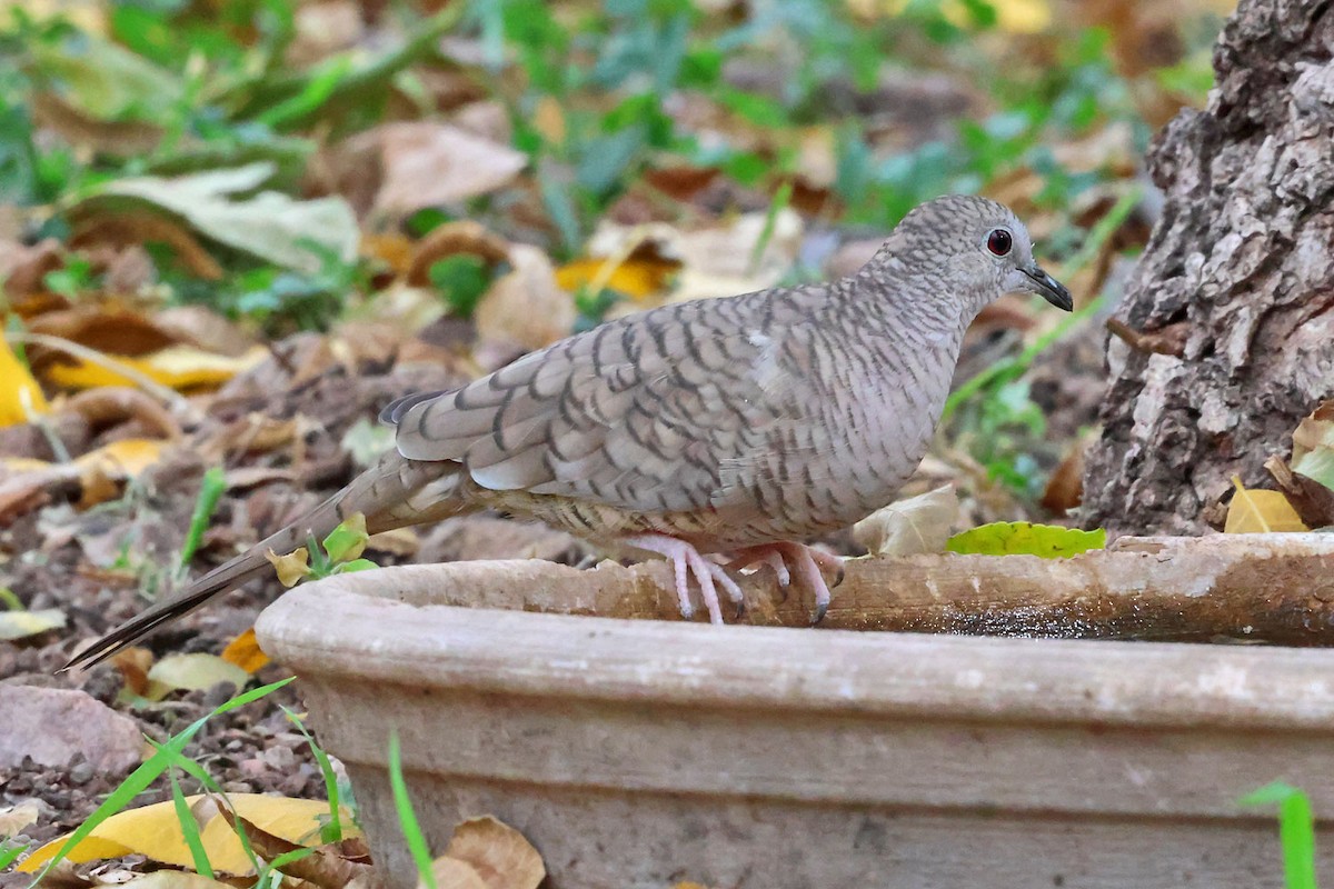 Inca Dove - ML645501292