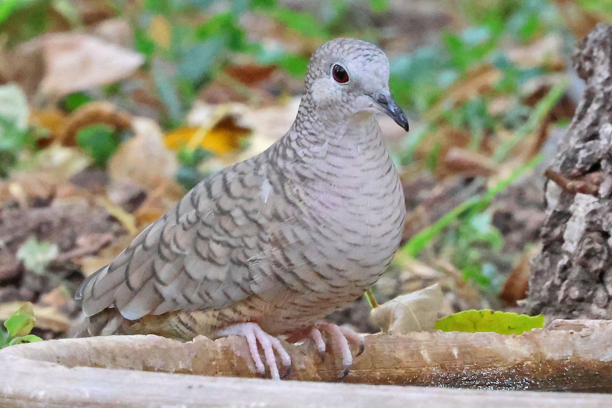 Inca Dove - ML645501293