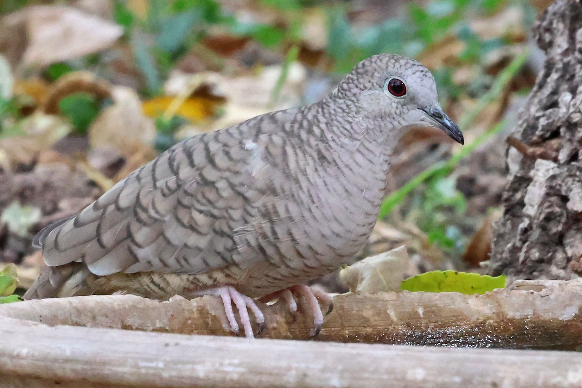 Inca Dove - ML645501294