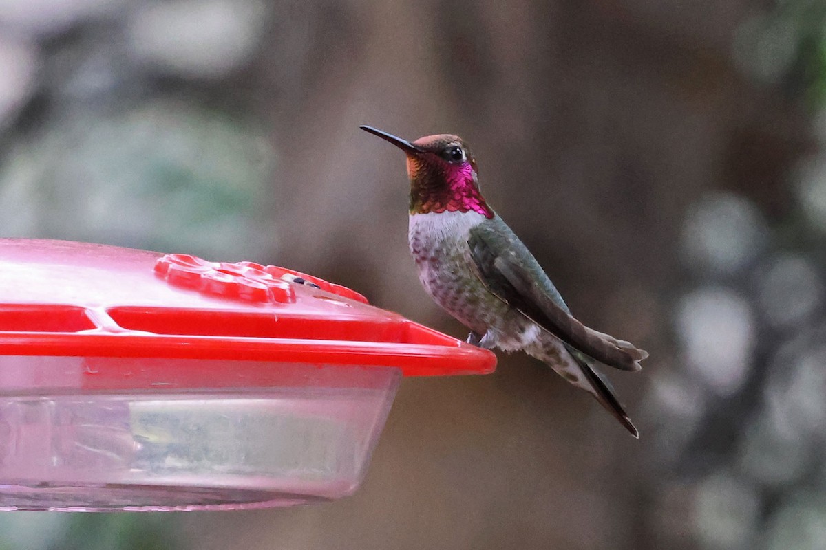 Anna's Hummingbird - ML645501296