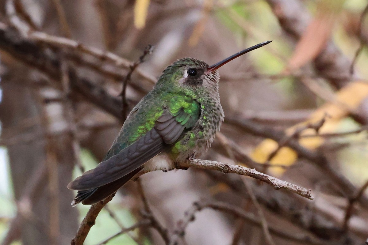 Broad-billed Hummingbird - ML645501298