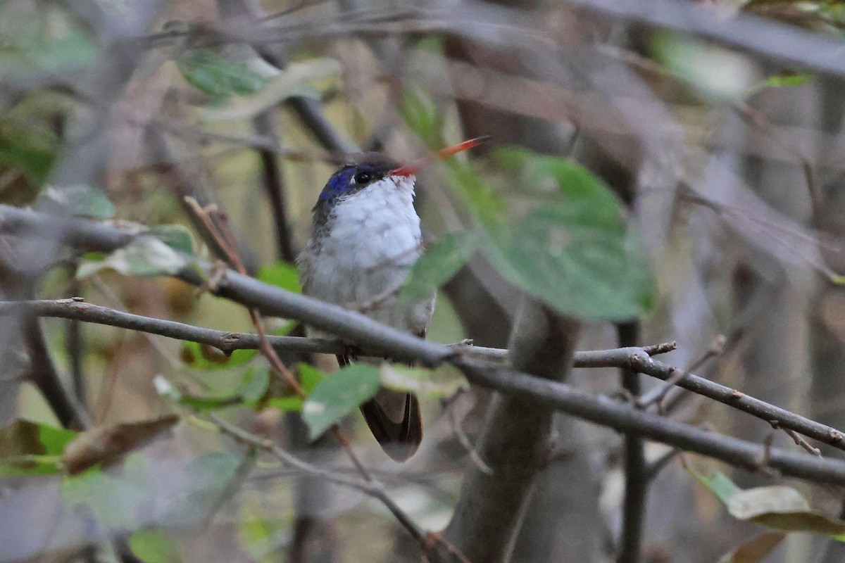 Violet-crowned Hummingbird - ML645501307