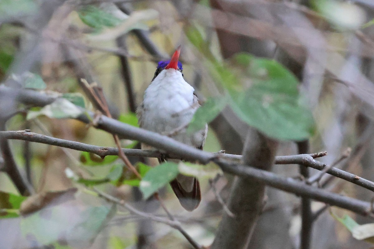Violet-crowned Hummingbird - ML645501308