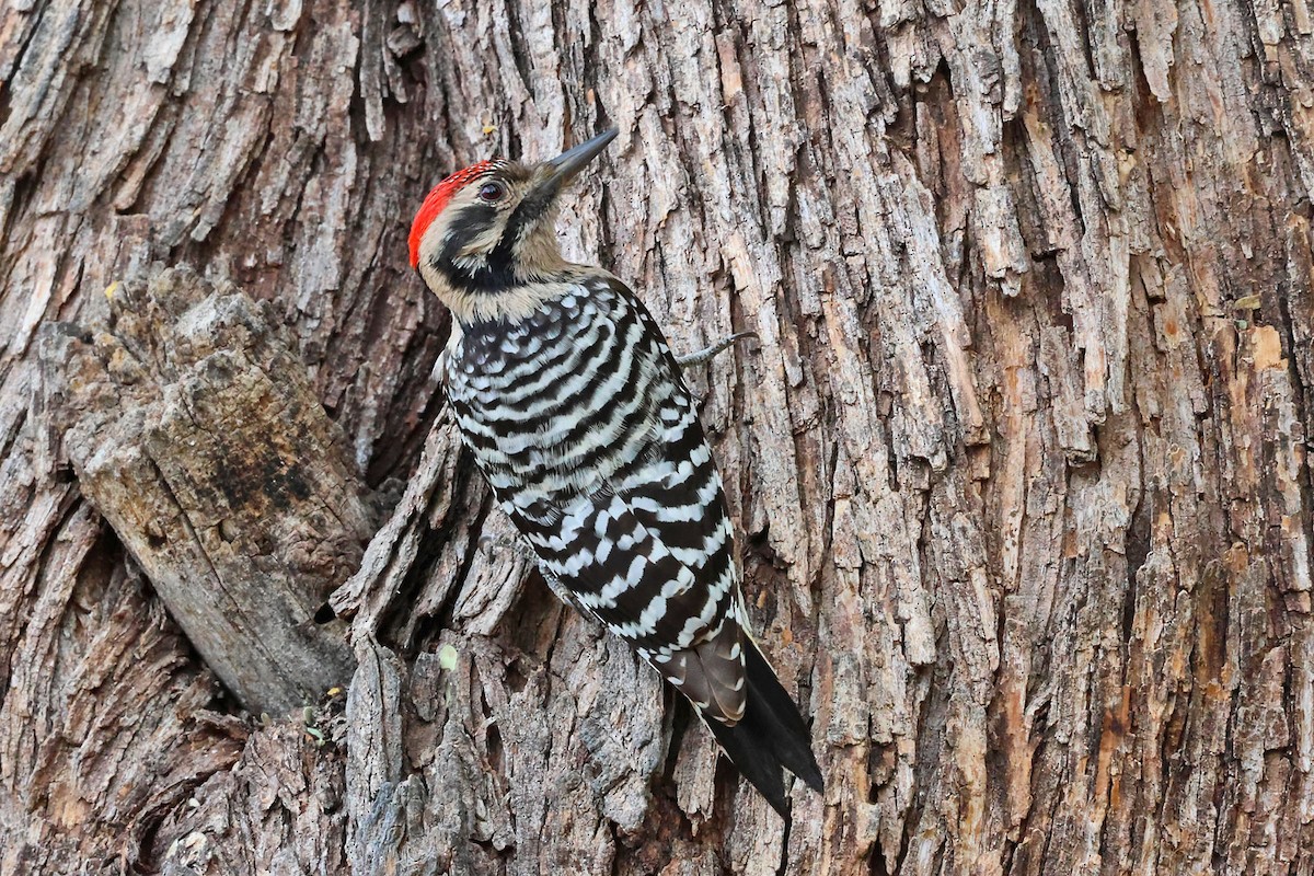 Ladder-backed Woodpecker - ML645501312