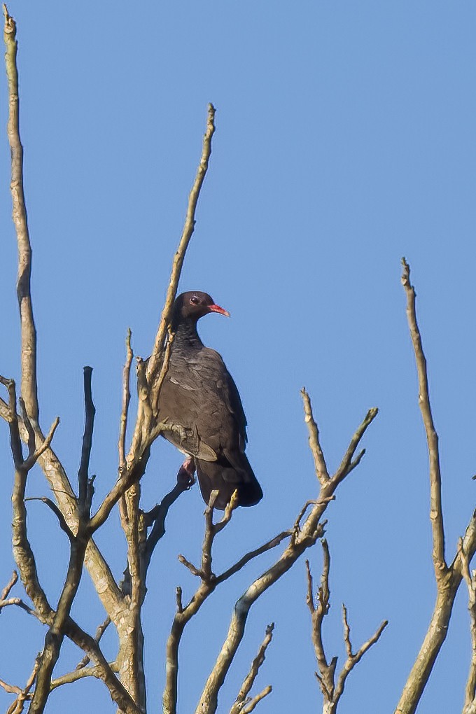 Scaled Pigeon - ML645501315