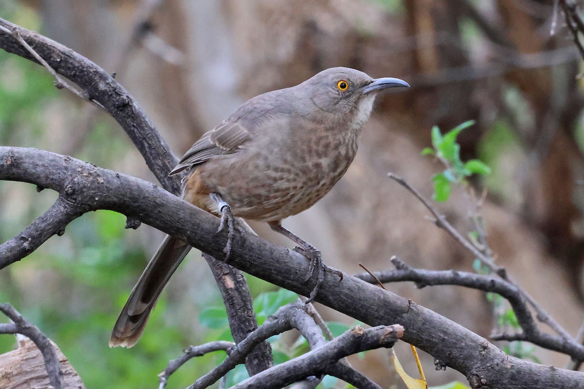 Curve-billed Thrasher (palmeri Group) - ML645501319