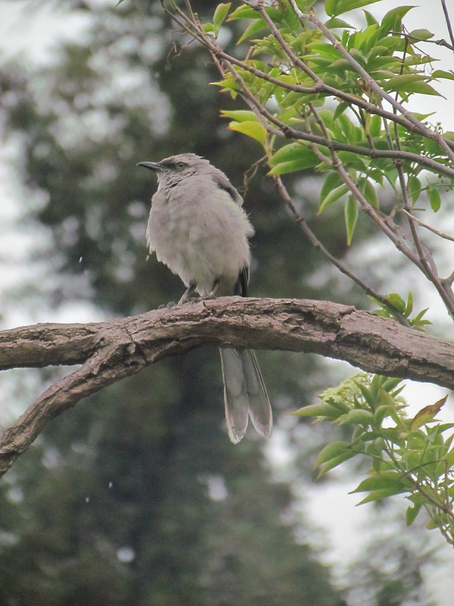 Tropikal Taklitçi - ML645501324