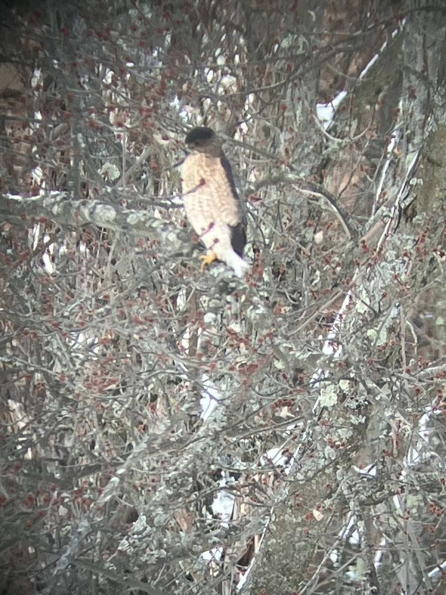 Cooper's Hawk - ML645501326