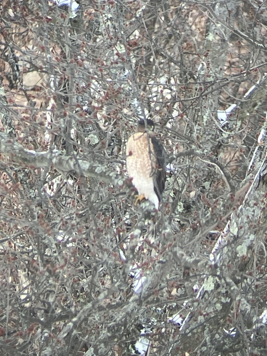 Cooper's Hawk - ML645501327
