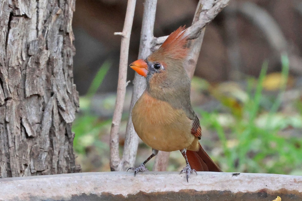 Northern Cardinal - ML645501328