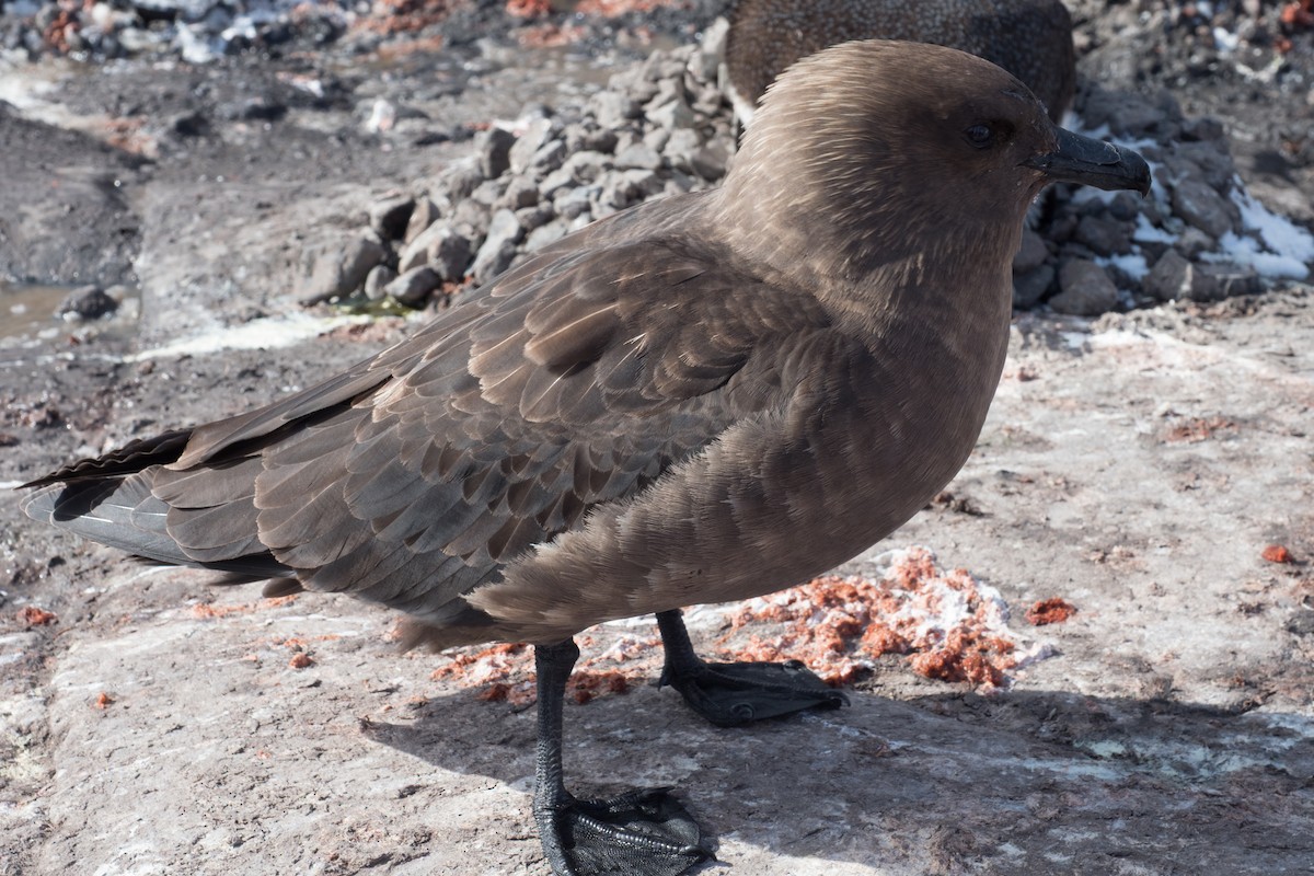 South Polar Skua - ML645501335