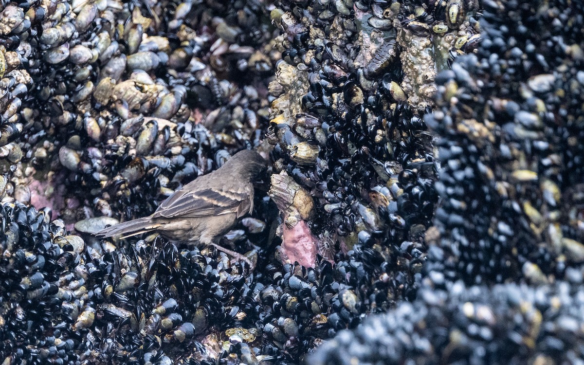 Felsuferwipper - ML645501338