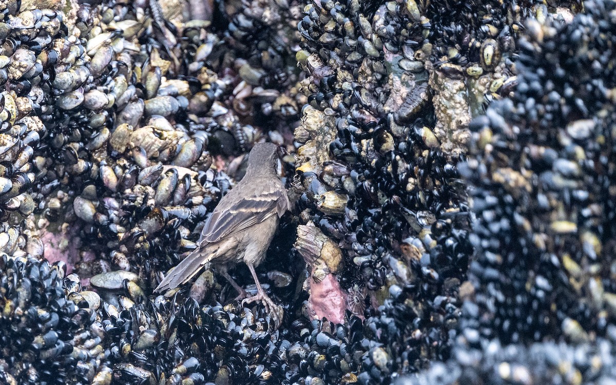 Felsuferwipper - ML645501339