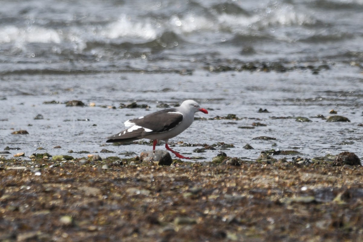 Dolphin Gull - ML645501340
