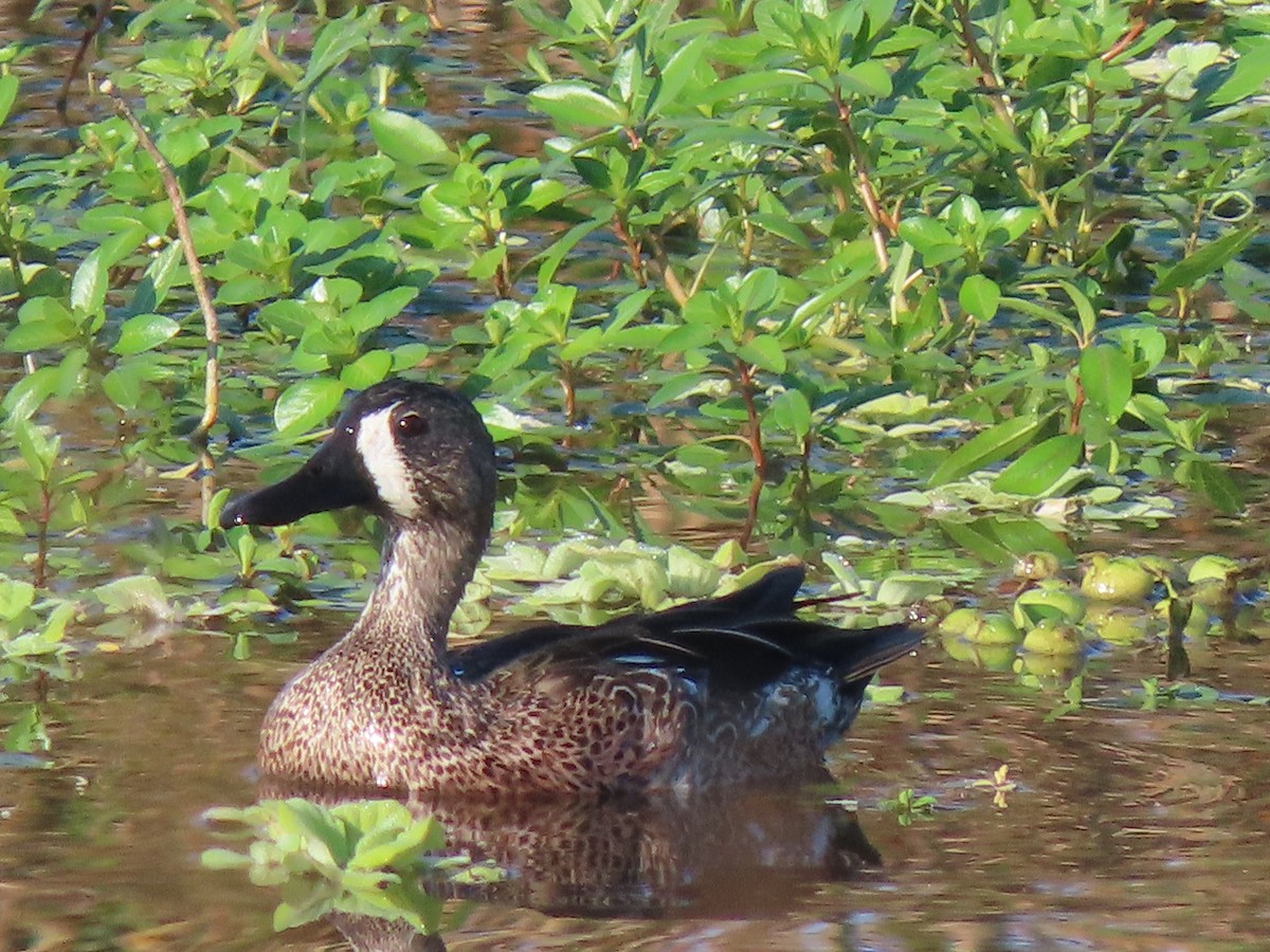 Zertzeta hegalurdina - ML645501350