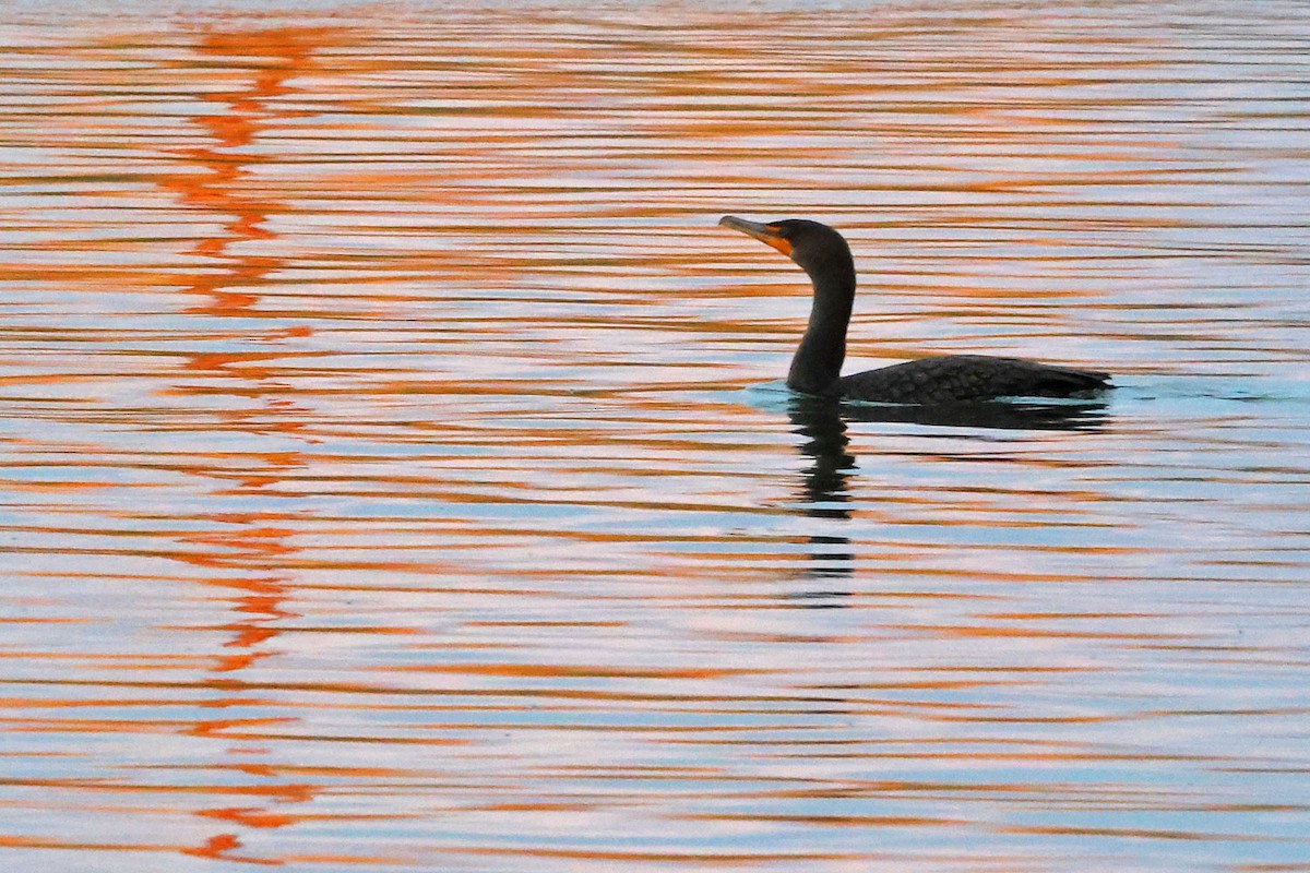 Double-crested Cormorant - ML645501366