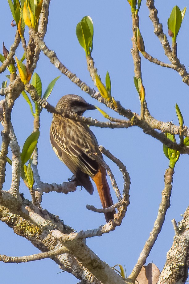 Sulphur-bellied Flycatcher - ML645501382