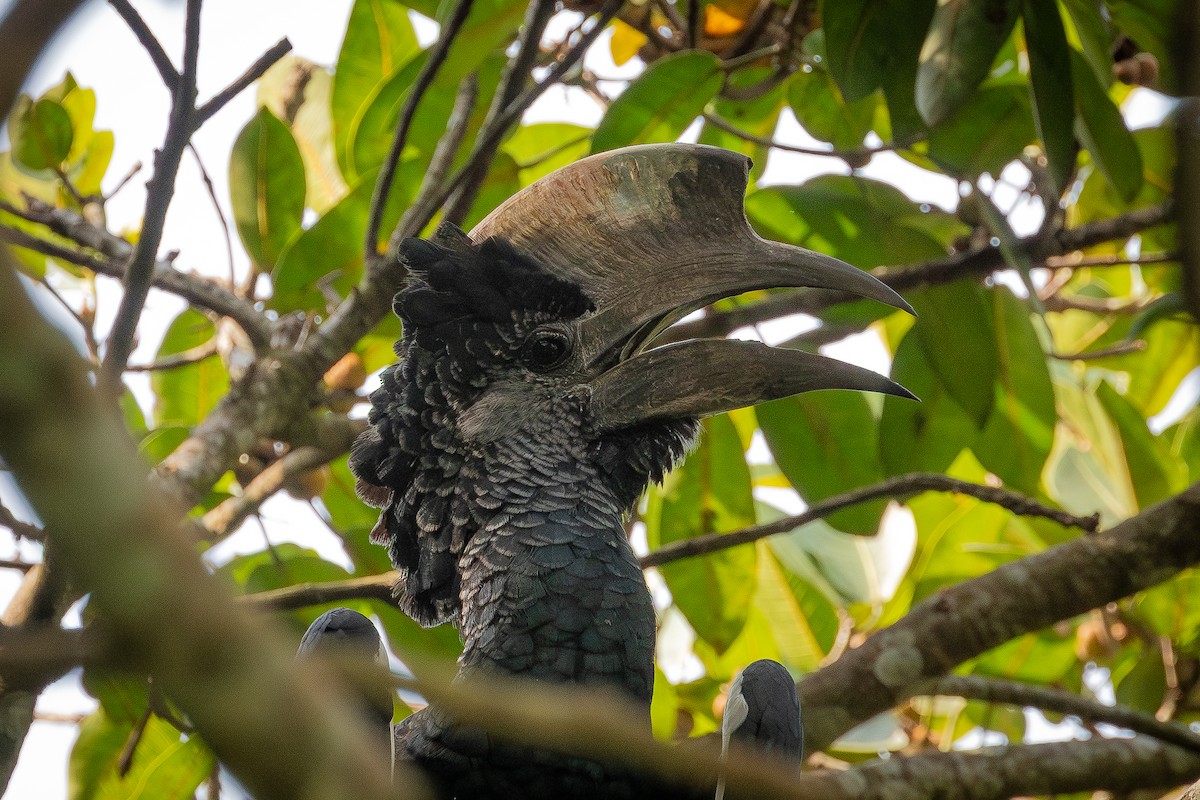 Kır Yanaklı Boynuzgaga - ML645501384