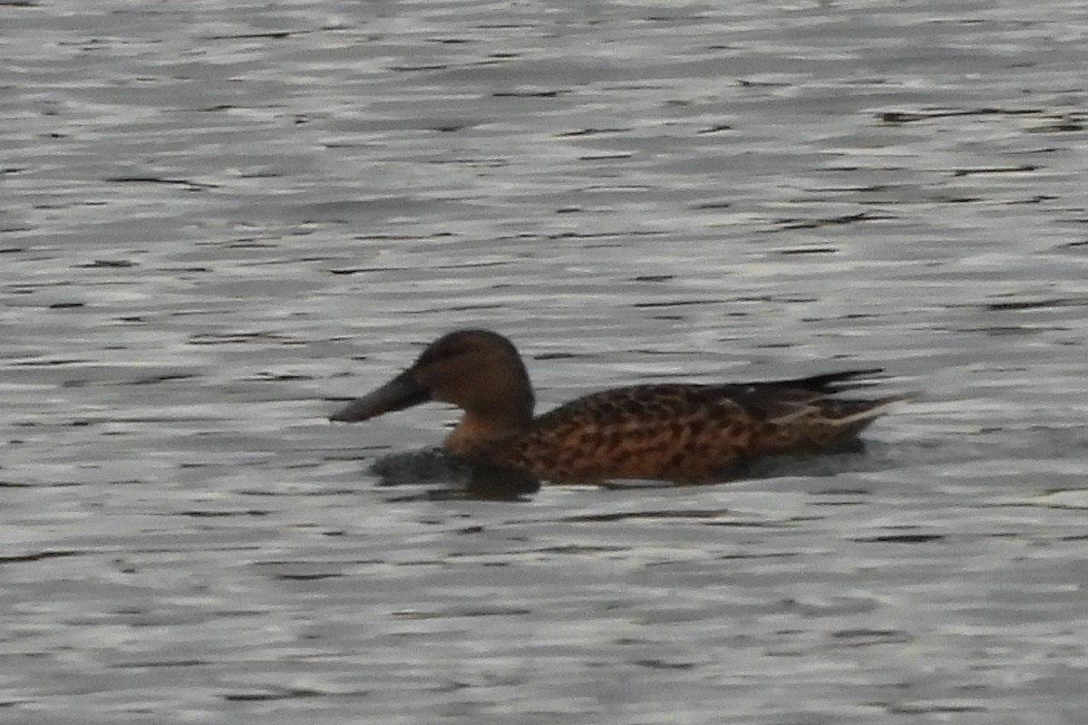 Northern Shoveler - ML645501395