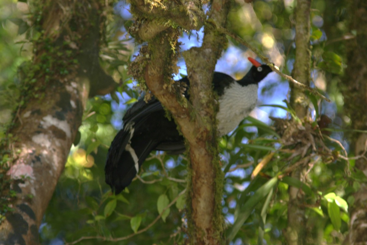 Horned Guan - ML645501397