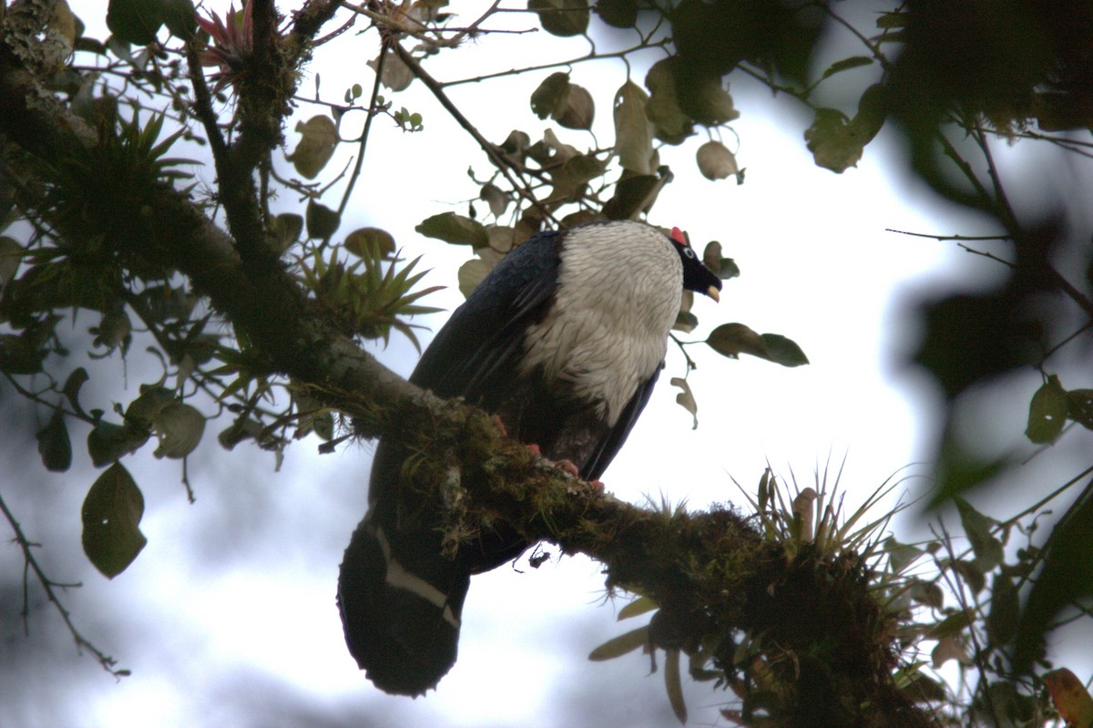 Horned Guan - ML645501398