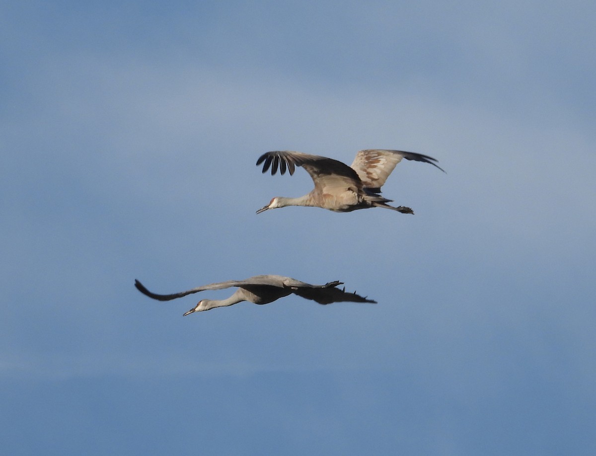 Орог тогоруу - ML645501399