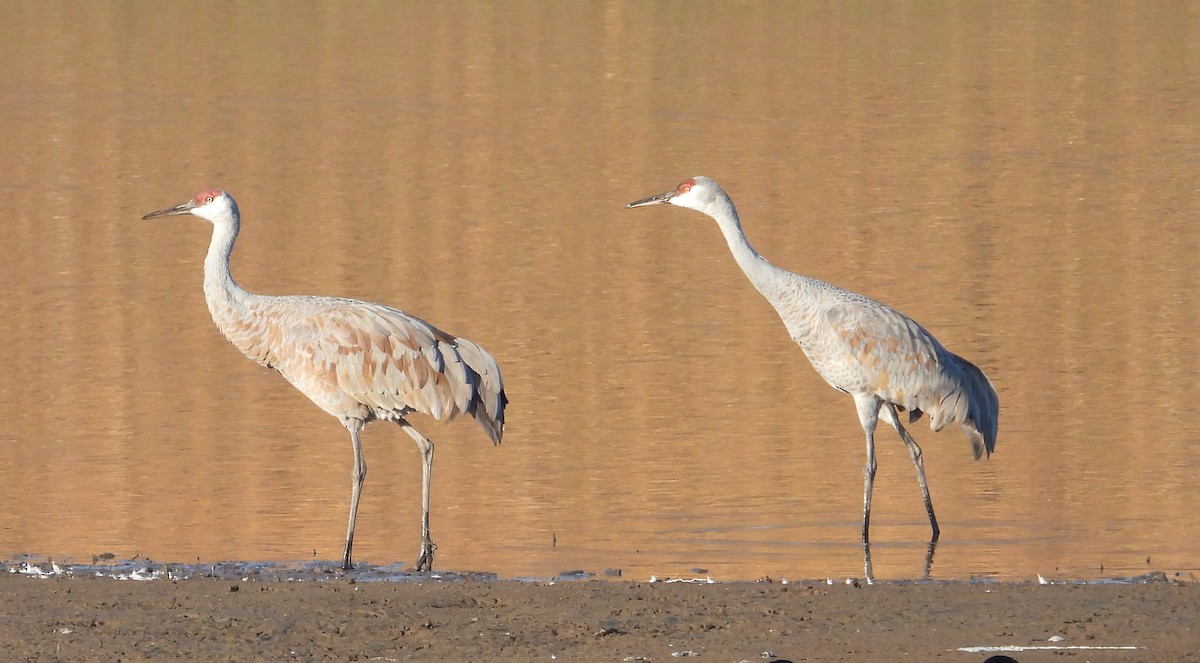 Орог тогоруу - ML645501400