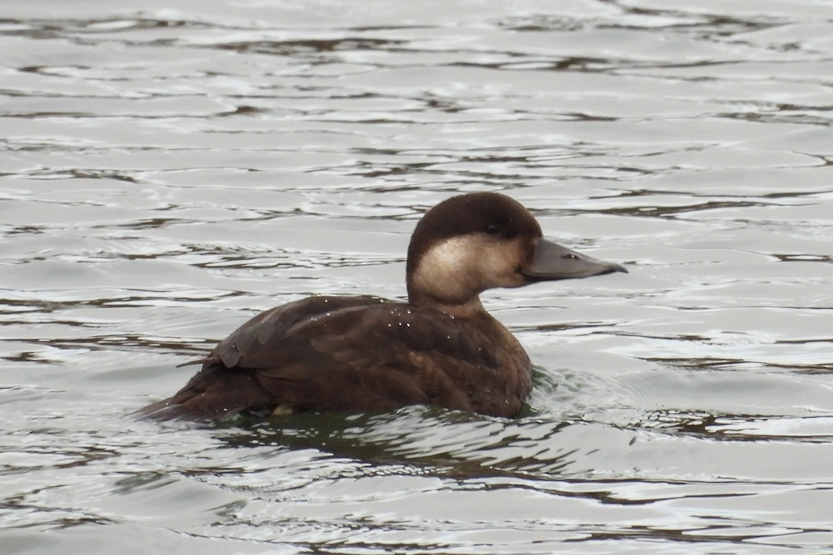 Ahatebeltz eurasiarra - ML645501403