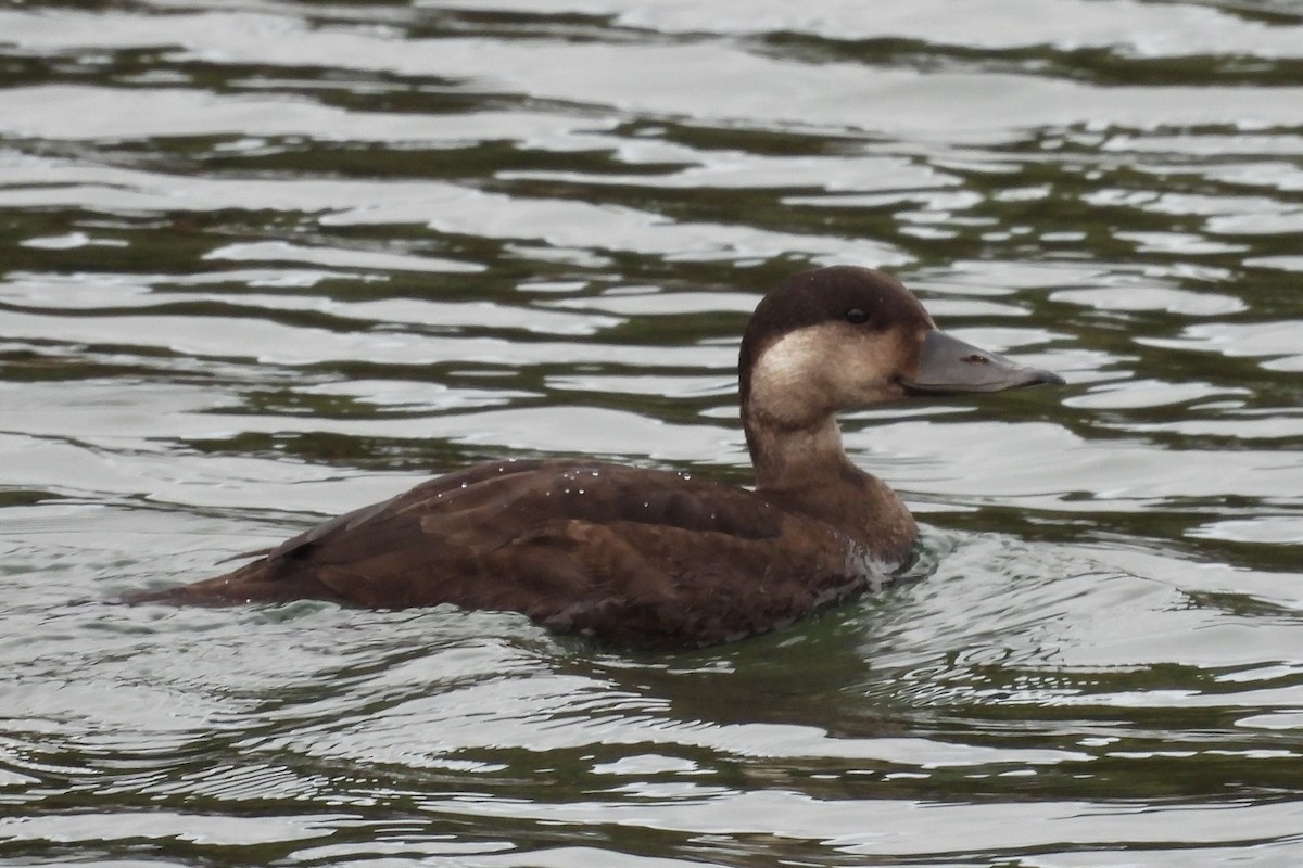 Ahatebeltz eurasiarra - ML645501404