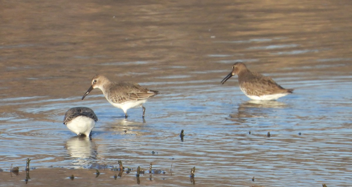 Хар элсэг - ML645501406