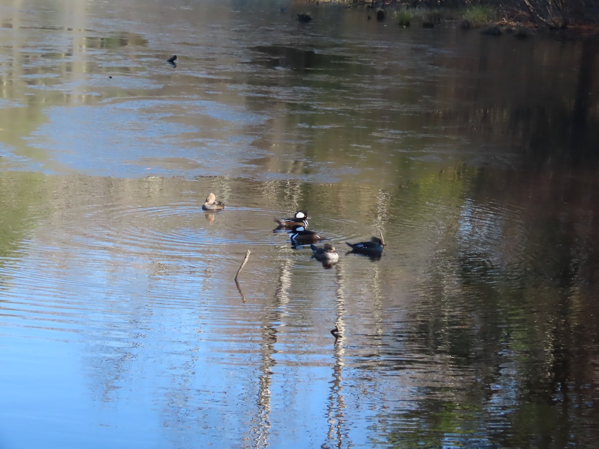 Hooded Merganser - ML645501411