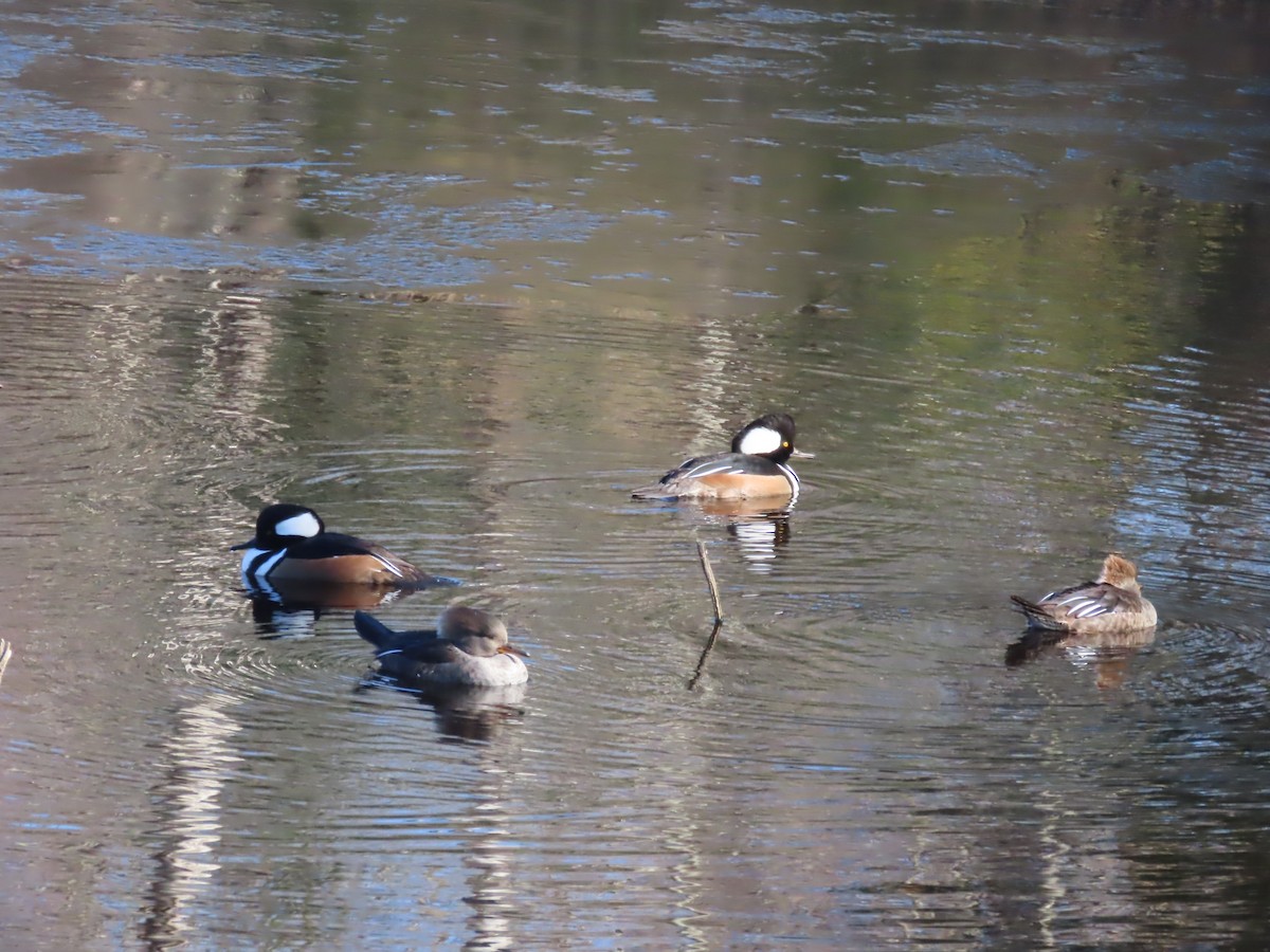 Hooded Merganser - ML645501412