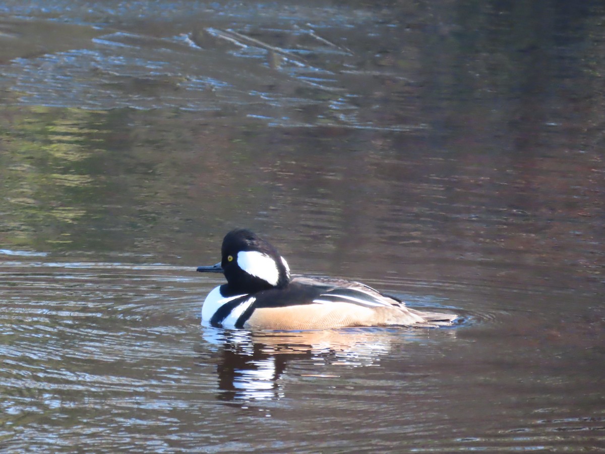 Hooded Merganser - ML645501413