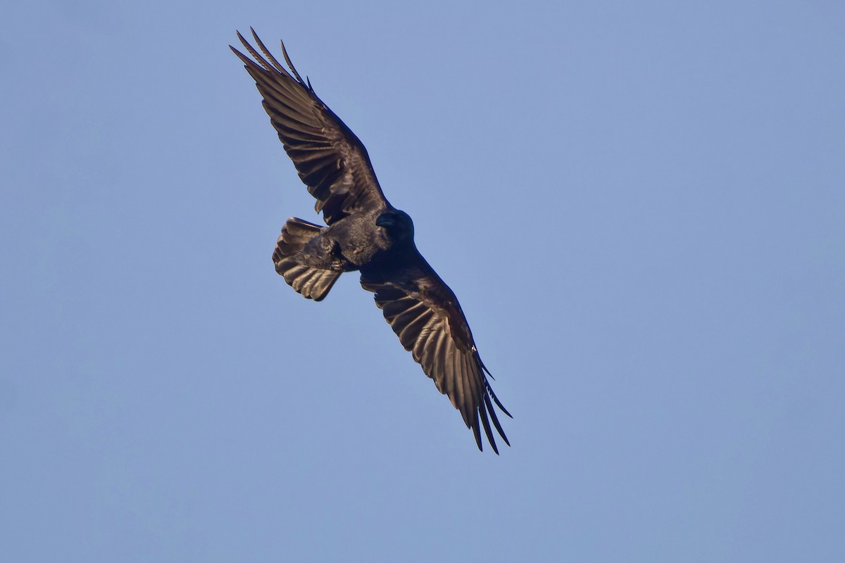 krkavec velký - ML645501414