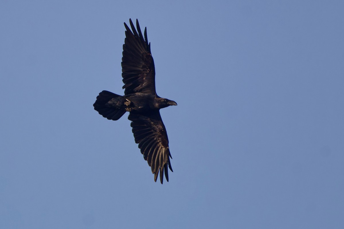 krkavec velký - ML645501415