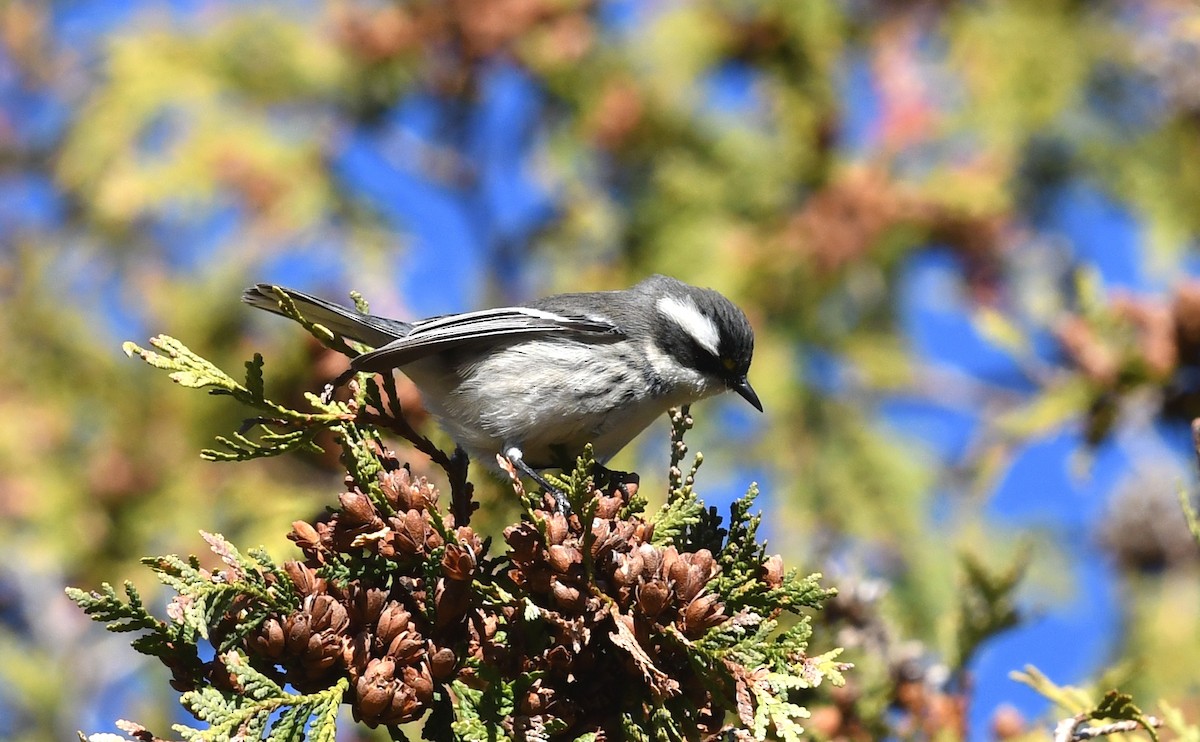 Black-throated Gray Warbler - ML645501416