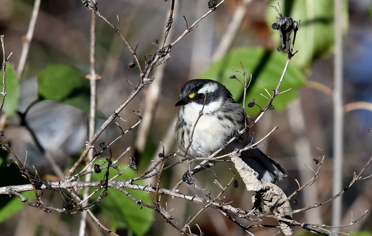 Black-throated Gray Warbler - ML645501421