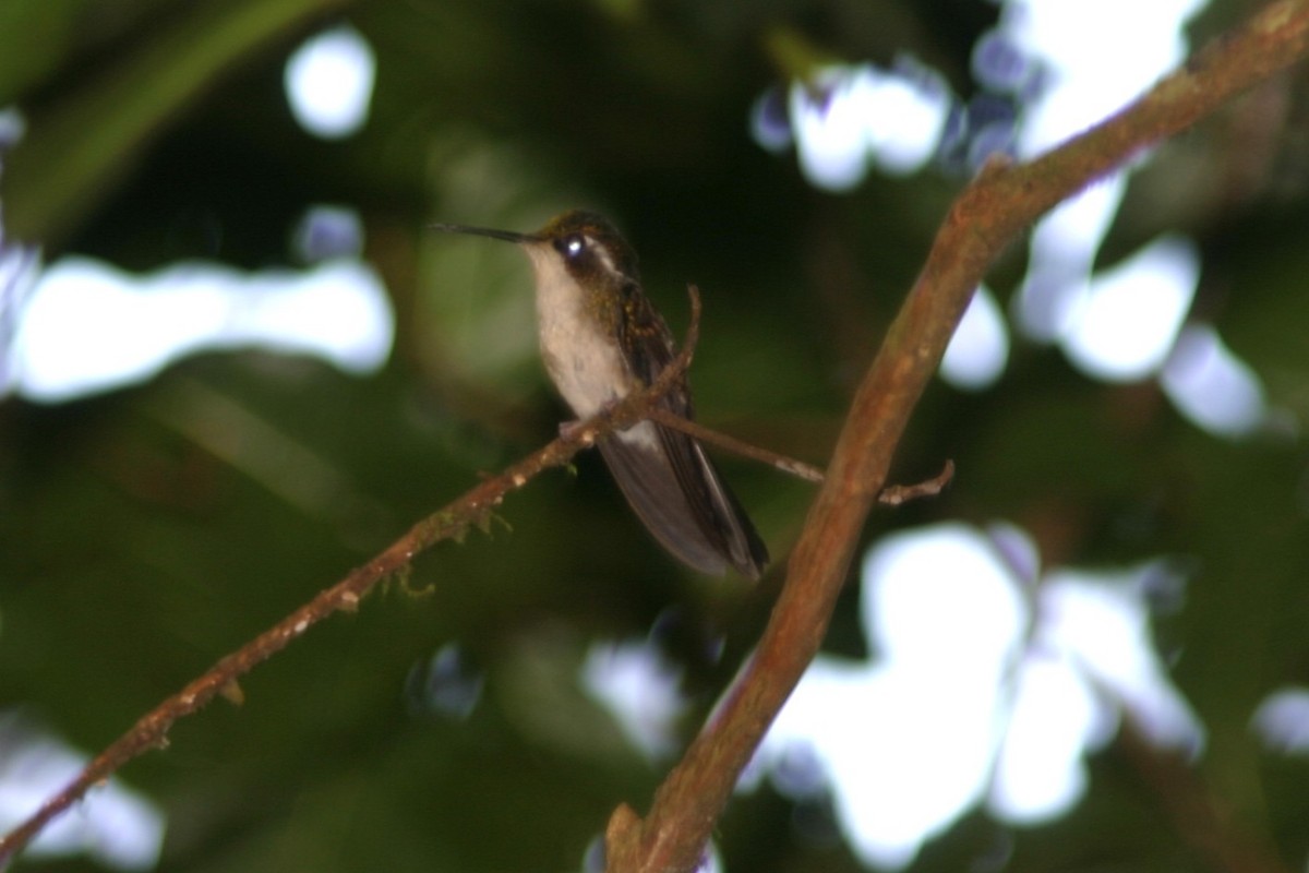 Colibri vert-d'eau - ML645501431